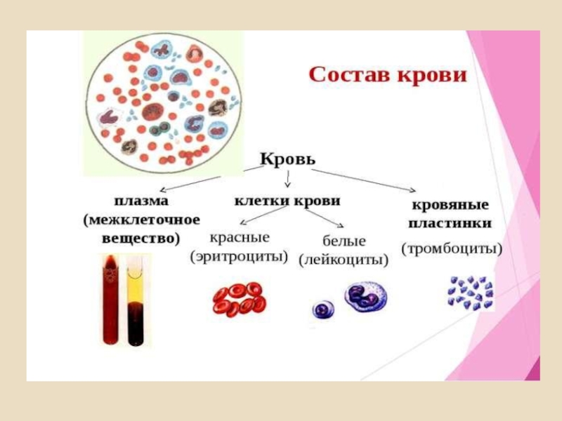 Укажи функции крови человека