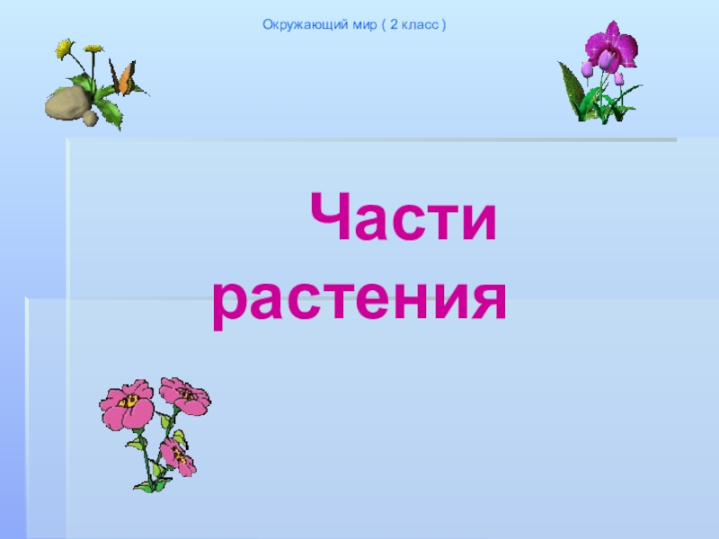 Тайны растений 1 класс презентация