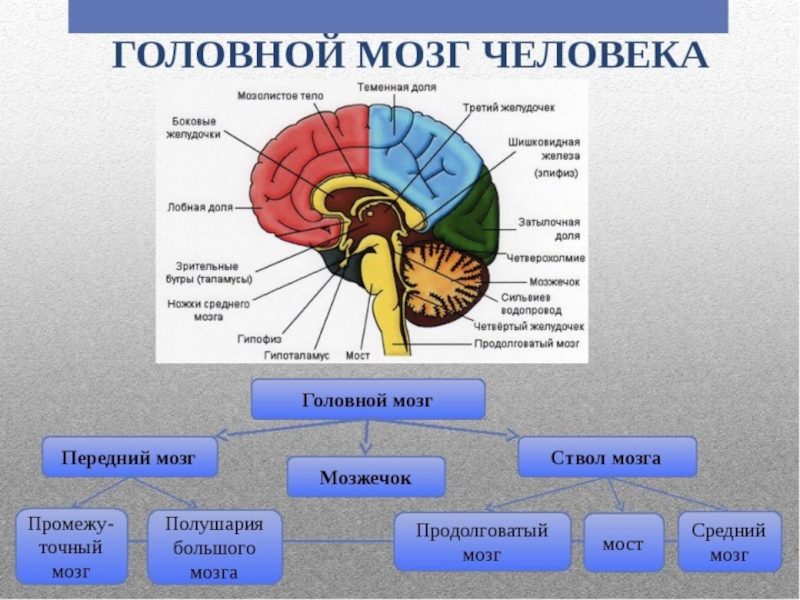 Биология 8 класс головной мозг презентация 8 класс