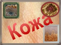 Презентация по биологии на тему Кожа (8 класс)