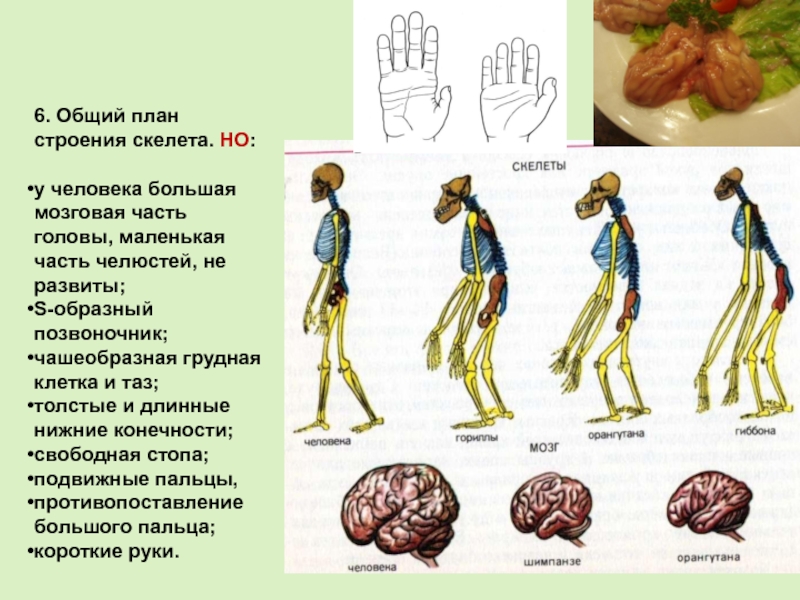 Общее строение скелета человека