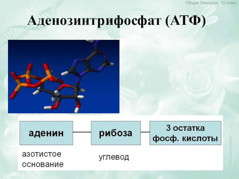 Азотистое основание атф. ДНК РНК АТФ расшифровка. Аденозинтрифосфат. Химическая формула молекулы АТФ. АТФ физиология.