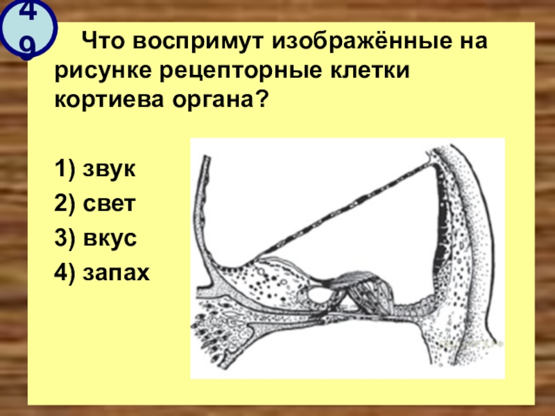 Что воспримут изображенные на рисунке под номером 3 рецепторные клетки кортиева органа