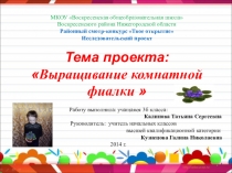 Исследовательский проект. Тема проекта: Выращивание комнатной фиалки