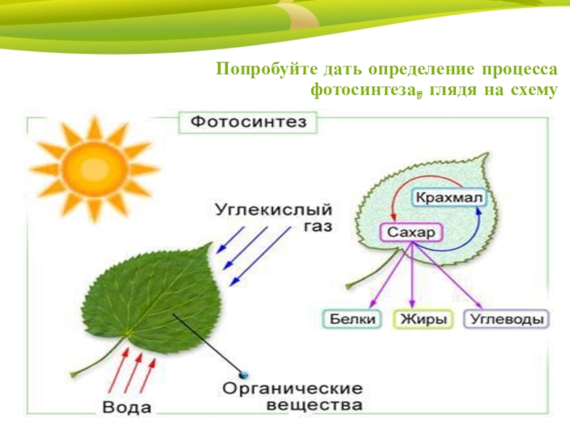 Общая схема фотосинтеза