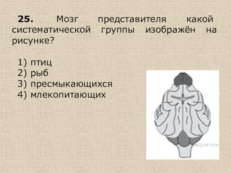 На каком рисунке изображен головной мозг млекопитающих