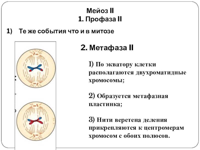 Презентация митоз и мейоз 10 класс биология