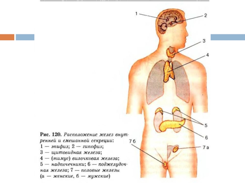 Железа 8 класс. Расположение желез внутренней и смешанной секреции биология 8 класс. Названия желез внутренней секреции на рисунке. Железы внутренней секреции человека 8 класс биология. Схема желез внутренней секреции.