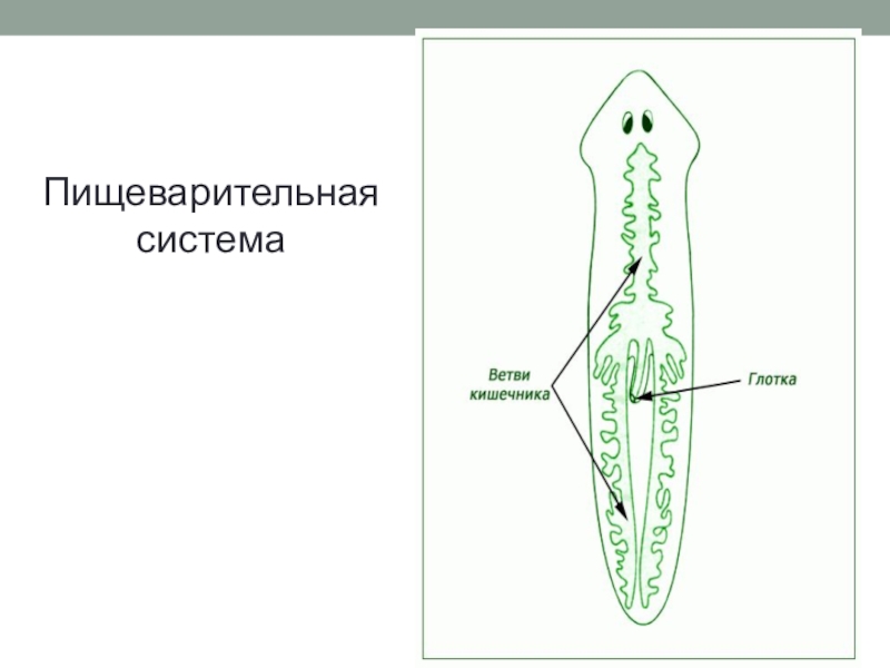 Белая планария схема