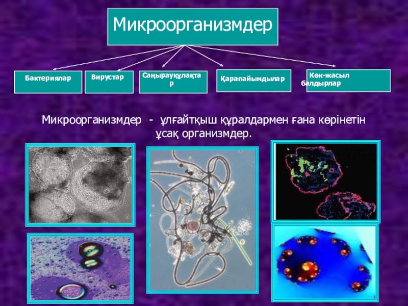 Ауру тудыратын бактериялармен күресу тәсілдері презентация