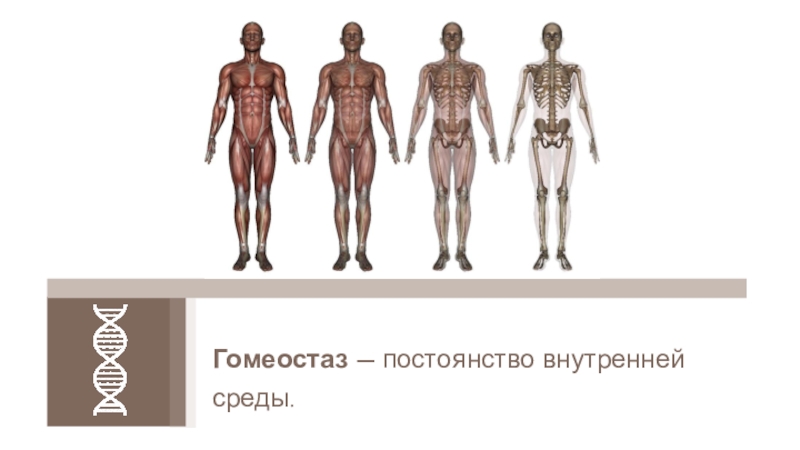 Постоянство внутренней среды. Гомеостаз это в биологии 8 класс. Гомеостаз с возрастом изображение. Гомеостаз фото схема.