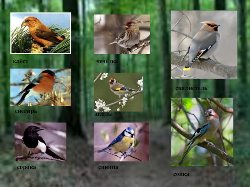 Птицы среднего урала фото и название и описание