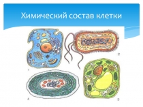 Урок на тему Химический состав клетки 6 класс