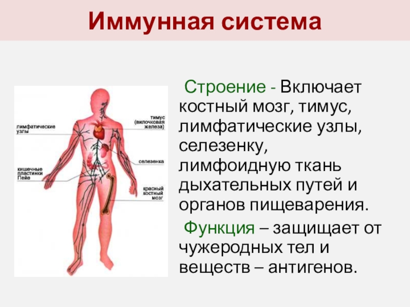 Иммунитет презентация анатомия