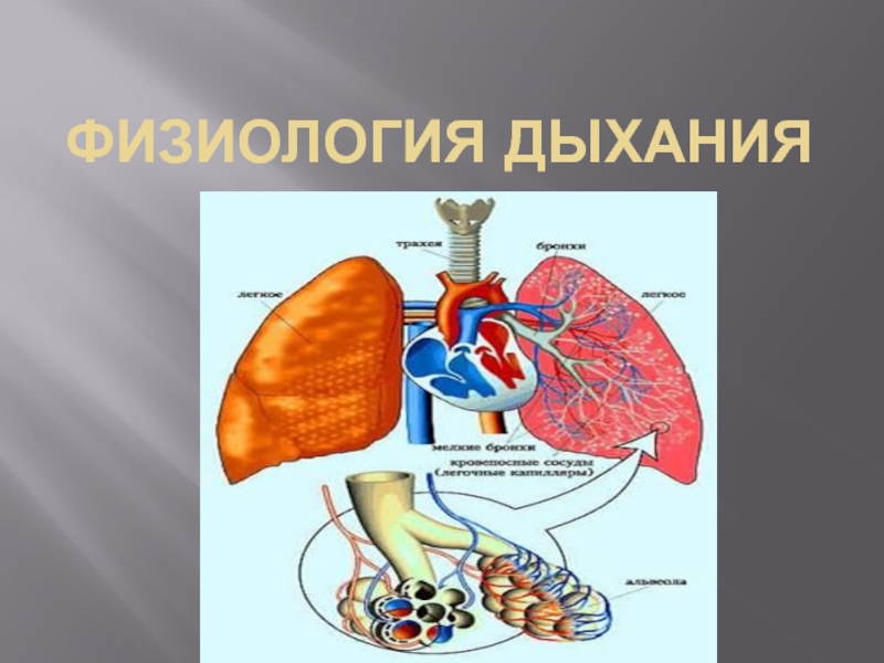 Физиологический процесс легких. Физиология дыхания. Физиология дыхательной системы человека. Система дыхания физиология. Физиология органов дыхательной системы.