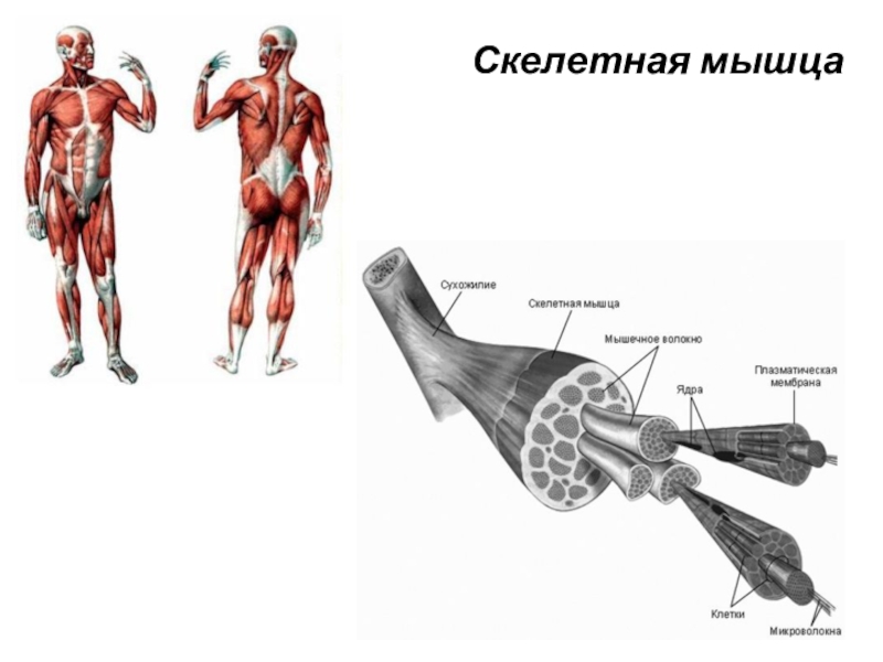 Рисунок скелетных мышц