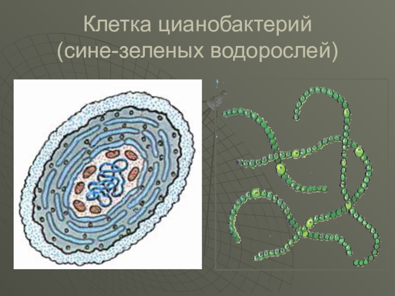 Водоросли прокариоты