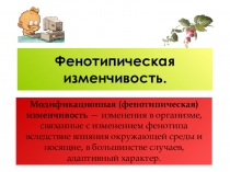 Презентация по биологии на тему Фенотипическая изменчивость (9 класс)