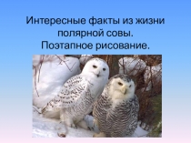 Презентация по окружающему миру на тему: Интересные факты из жизни полярной совы. Поэтапное рисование.