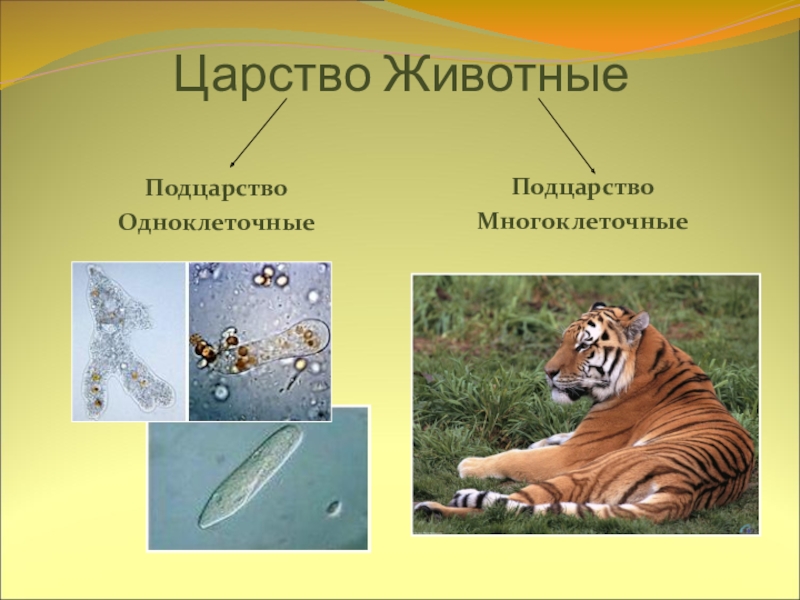 Царство животные классы. Царство животных Подцарство многоклеточные. Царство животных Подцарство одноклеточные. Царство животных одноклеточные и многоклеточные. Царство животные одноклеточные и многоклеточные.