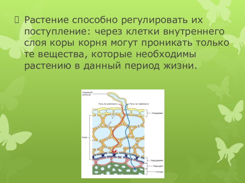 Не все клетки растений способны делиться