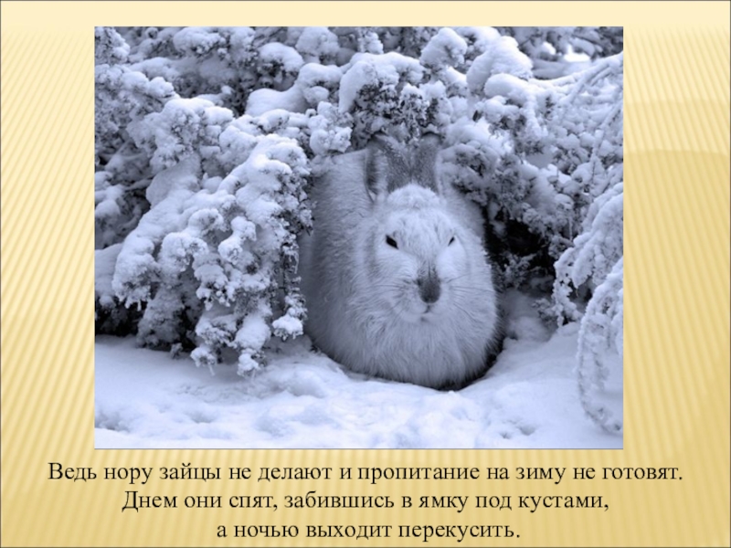 Где прячется зима. Заяц зимой. Заяц под кустом зимой.