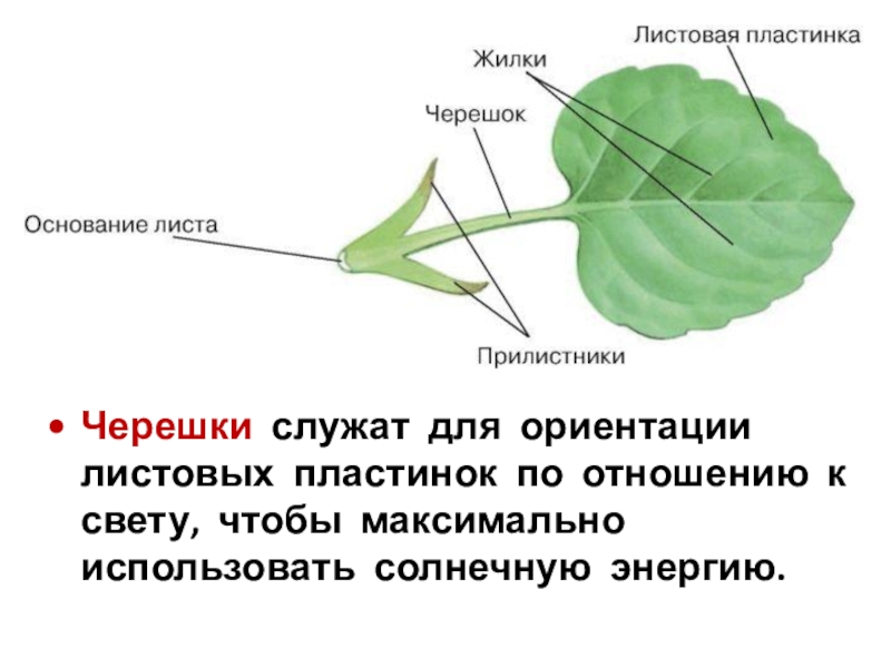 Покажите стрелками и подпишите на рисунке черешок прилистники листовую пластинку