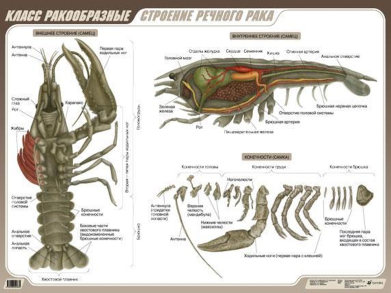 Ракообразные внутреннее строение. Внешнее строение речного рака(самца). Строение ракообразных схема. Строение членистоногих ракообразные. Внешнее строение ракообразных таблица.