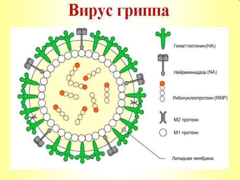 Клетка вируса гриппа