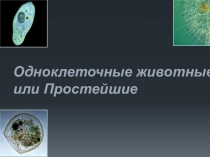 Презентация Простейшие 7 класс