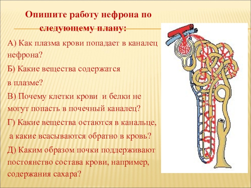 Опишите работу нефрона по следующему плану как плазма крови попадает