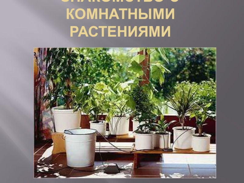 Презентация Презентация по экологии на тему: Знакомство с комнатными растениями