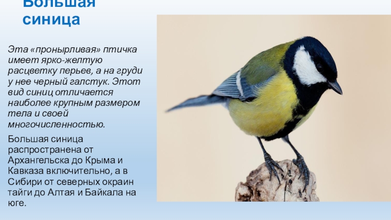 Большая синицаЭта «пронырливая» птичка имеет ярко-желтую расцветку перьев, а на груди у нее черный галстук. Этот вид
