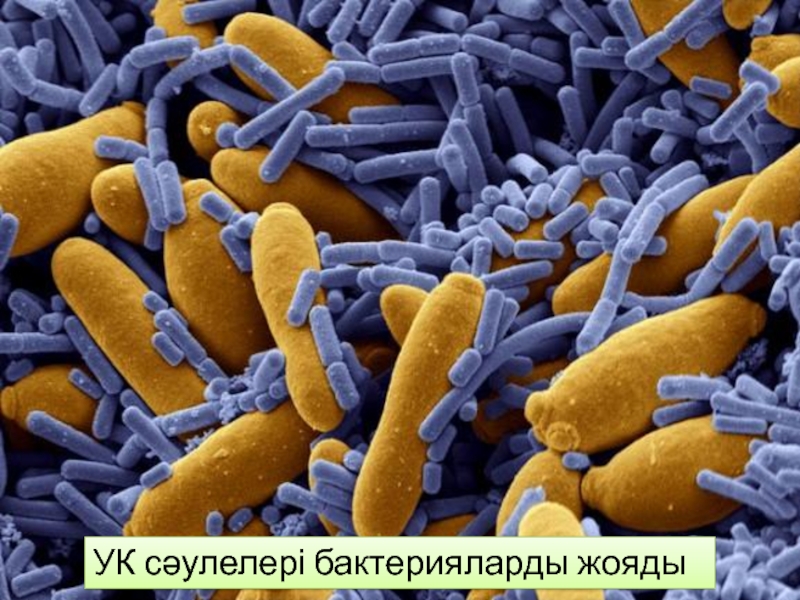УК сәулелері бактерияларды жояды