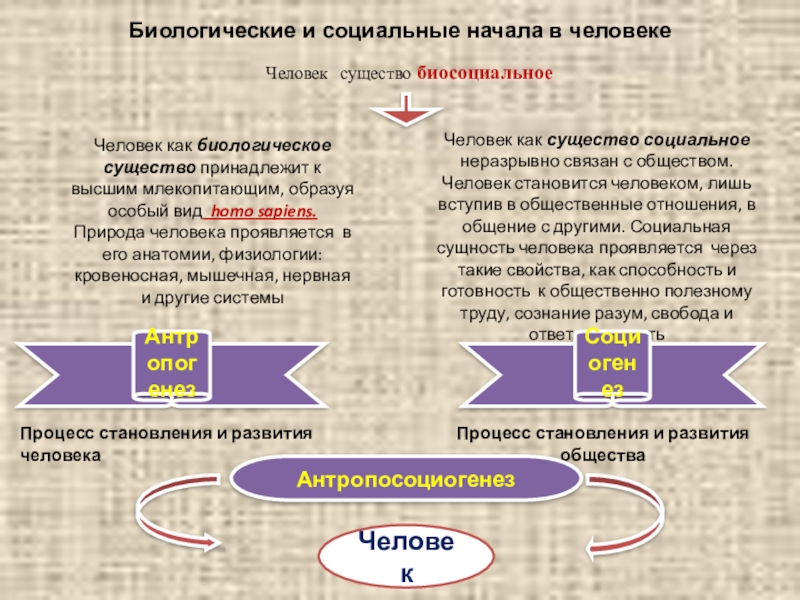 Презентация биосоциальная природа человека