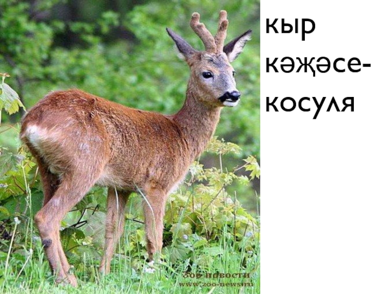 Косуля В Беларуси Фото