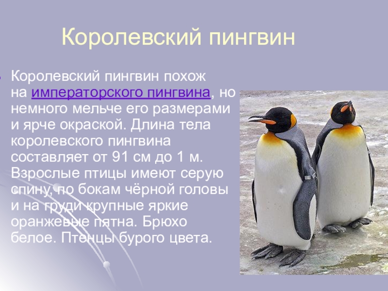 Про пингвина рассказ 1. Факты о пингвинах. Королевский Пингвин презентация. Рассказ о пингвине. Доклад про пингвинов.