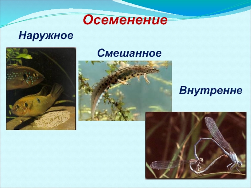 Какое оплодотворение характерно. Внешнее и внутреннее оплодотворение. Внешнее и внутреннее оплодотворение у животных. Наружное осеменение. Наружное оплодотворение у животных.