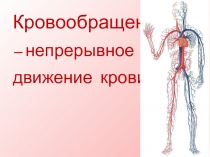Презентация по биологии Строение и работа сердца