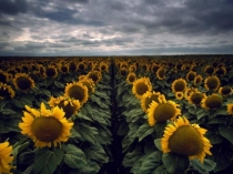 Презентация классного часа География Краснодарского края