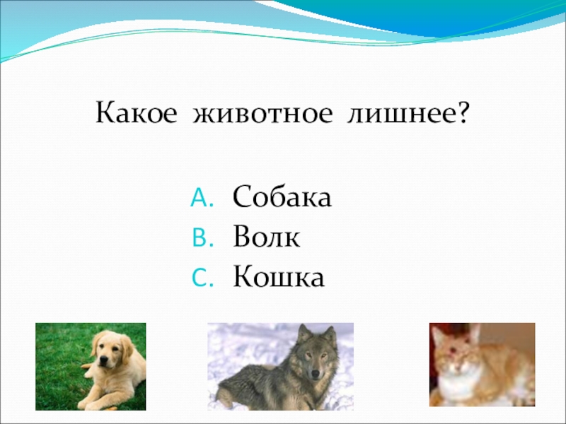 Какое животное лишнее. Лишний у собак. Карточка собака и волк для 2 класса школы 8 вида. Кошка не волк волк не собака. Ударный звук а волк кошка.