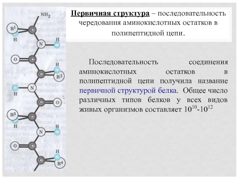 Сколько аминокислотных остатков содержит белок изображенный на рисунке 69