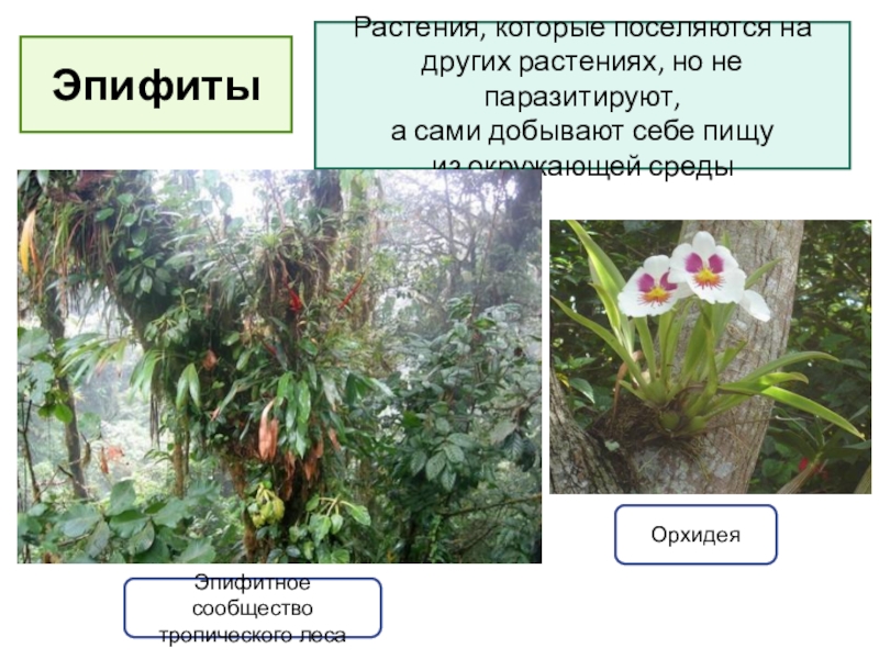 К эпифитам относятся. Растения Эпифиты. Эпифиты в тропическом лесу. Эпифиты Южной Америки. Эпифиты растения поселяющиеся на стволах.