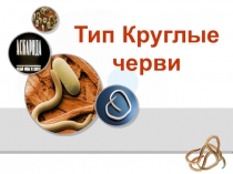 Презентация к уроку биологии по теме Тип круглые черви