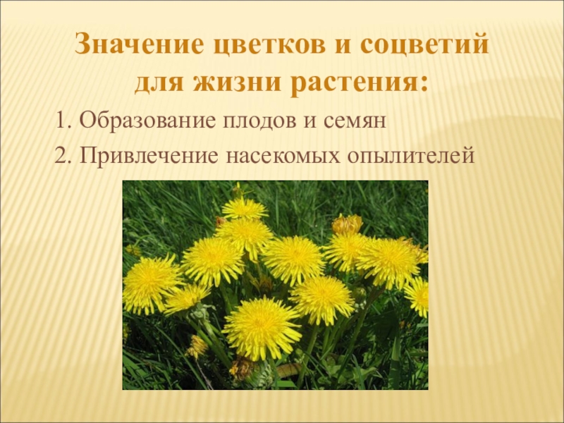 Значение цветковых растений в жизни человека. Значение цветов в жизни растений. Значение цветка в жизни растения. Какое значение цветка. Цветок жизни значение.