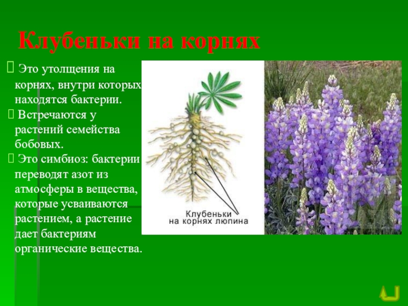 Биология 7 класс растения презентация. Клубеньки люпина. Клубеньки на корнях люпина. Корень люпина. Клубенек на корне люпина.