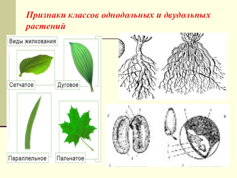 Реферат: Понятие о классификации растений