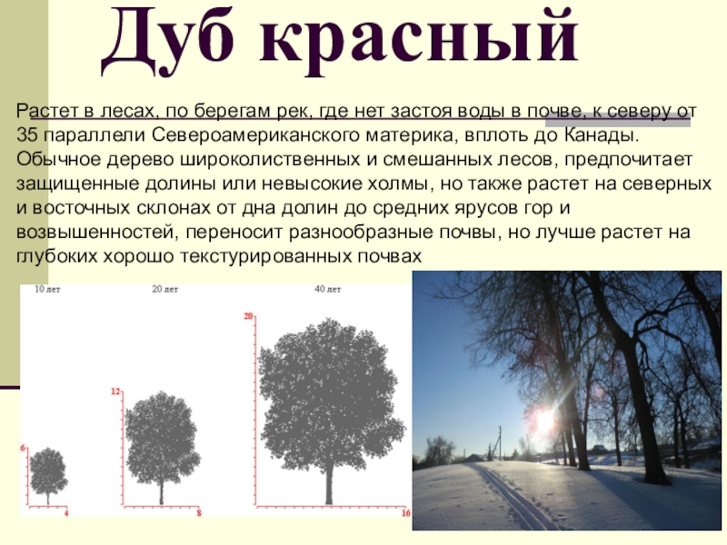 Рост дуба. Скорость роста дуба. Рост дуба по годам. Скорость роста дуба в год. Дуб красный диаметр кроны.