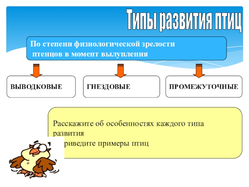 Физиологическая зрелость это. Типы развития птенцов. Типы развития птиц. Типы развития птенцов примеры. Типы развития птиц 7 класс.