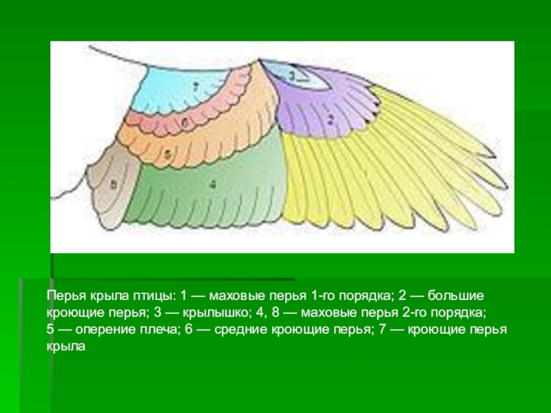 Кроющие крыла. Крылья птиц структура маховые. Строение крыльев. Маховые перья у птиц. Кроющие перья у птиц.